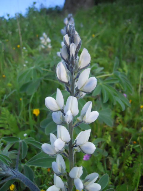 Lupinus albus / Lupino bianco